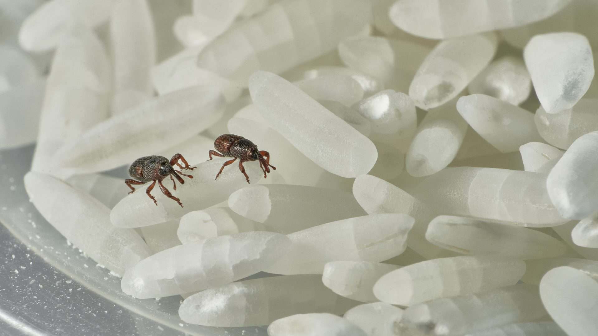 Foto: Aurius/Shutterstock