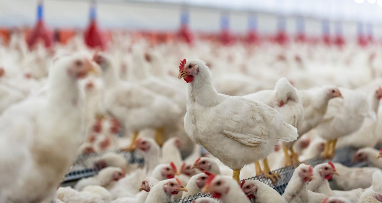 Foto: Reprodução/iStock.com/wikoski