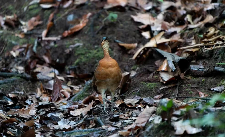 Foto: Reprodução/Luis Morais