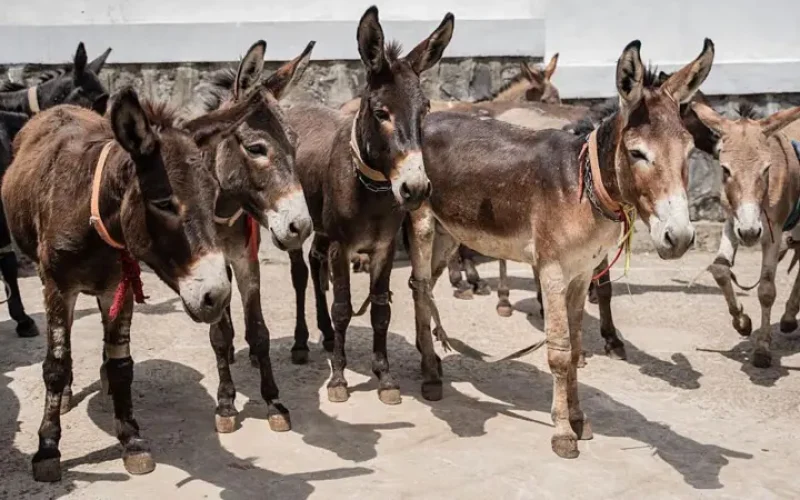 Foto: Reprodução/Internet