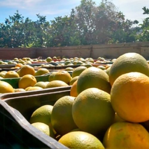 Foto: Portal do Agronegócio