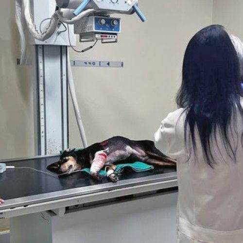 Foto: Divulgação/Secretaria Municipal de Proteção e Defesa dos Animais