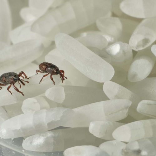 Foto: Aurius/Shutterstock
