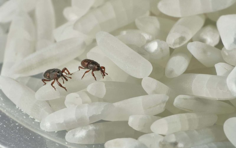 Foto: Aurius/Shutterstock