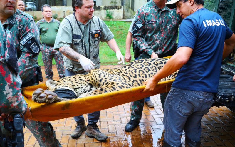 Foto: Saul Schramm/Secom