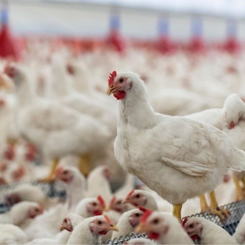 Foto: Reprodução/iStock.com/wikoski
