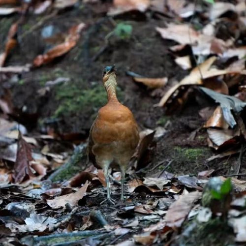 Foto: Reprodução/Luis Morais