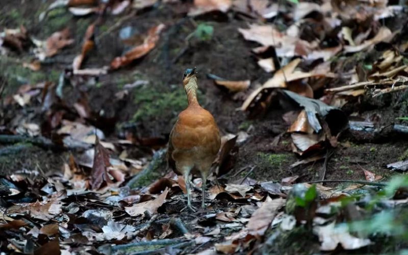 Foto: Reprodução/Luis Morais