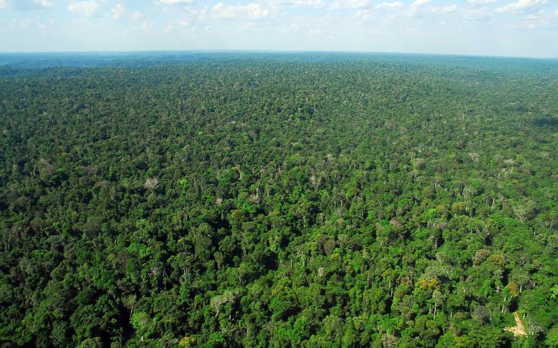 Instituto Clima e Sociedade lança edital inédito com apoio do Google.org para impulsionar soluções tecnológicas em prol do clima e da natureza