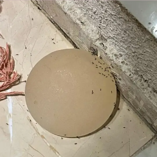 Mulher tem silicone arrancado com faca pelo companheiro no Distrito Federal.