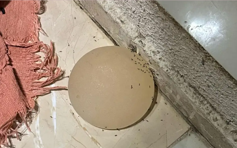 Mulher tem silicone arrancado com faca pelo companheiro no Distrito Federal.