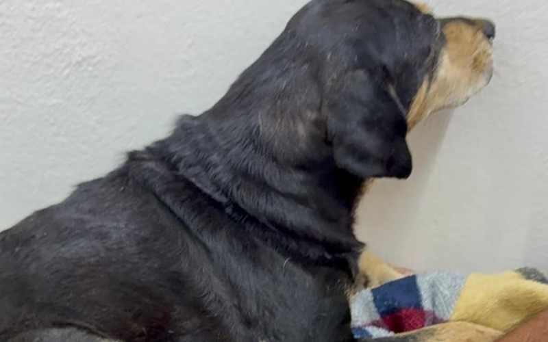 Foto: Reprodução/Estadão