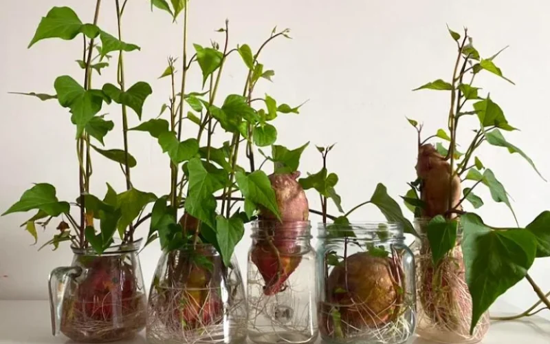 Foto: Reprodução | Conexão Planeta