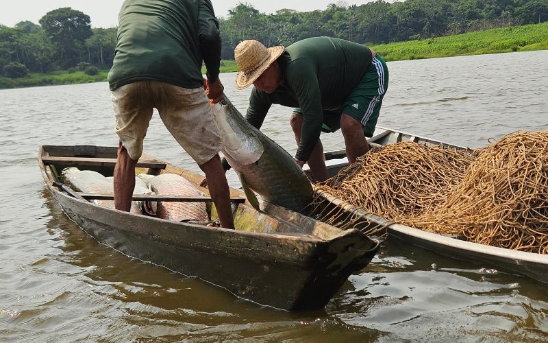 Foto: Divulgação/Ibama-Am