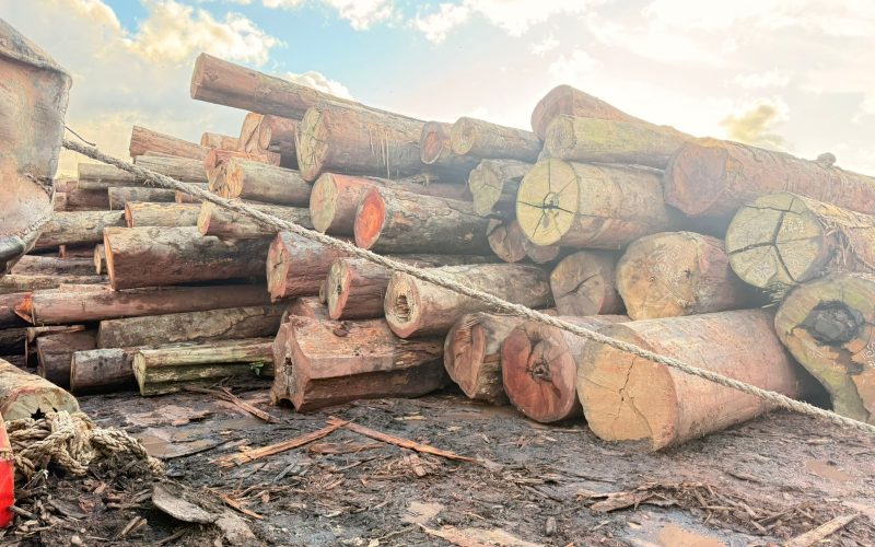 Foto: Oeste Pará News