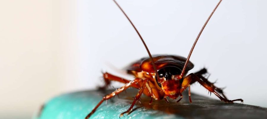 Foto: chaipanya / Shutterstock.com
