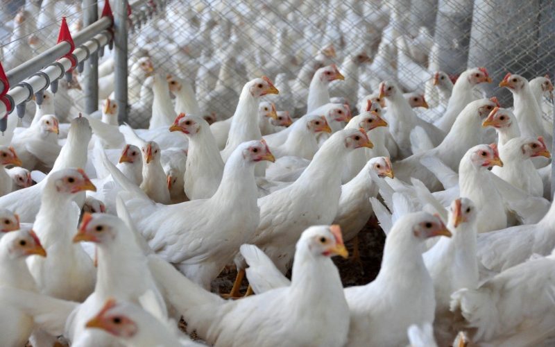 Foto: Reprodução/Globo