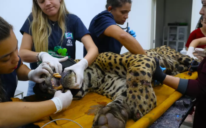 Saul Schramm/Agência de Notícias do MS