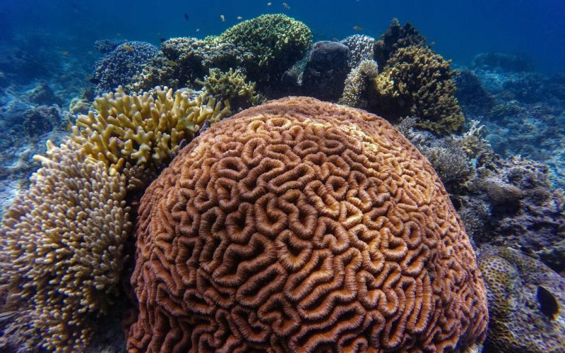 Foto: John Cahil Rom/Pexels  